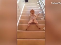 feature-dogs-cant-figure-out-stairs