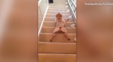 feature-dogs-cant-figure-out-stairs