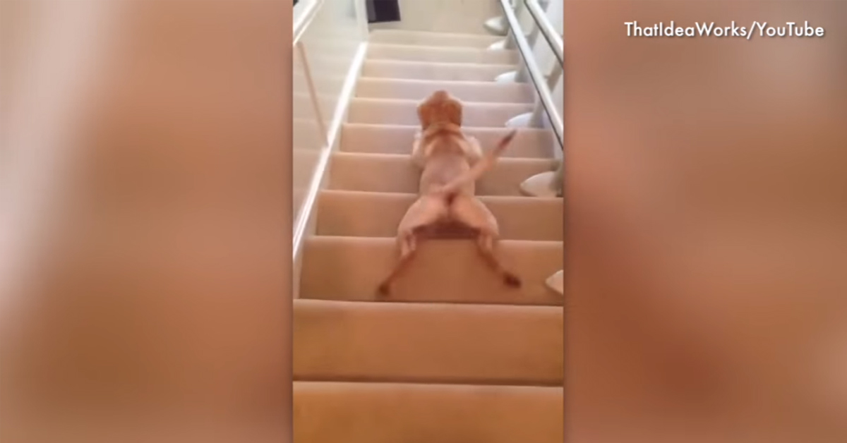 Dogs who can’t figure out stairs