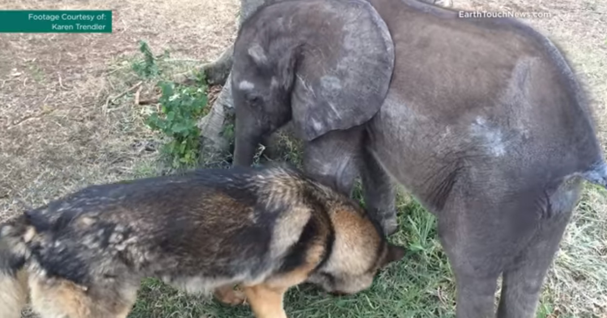 Abandoned Baby Elephant Befriends Dog