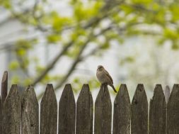 Bird-sitting-on-a-fence.jpg
