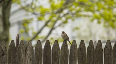 Bird-sitting-on-a-fence.jpg